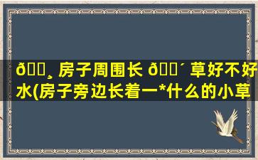 🌸 房子周围长 🐴 草好不好风水(房子旁边长着一*
什么的小草)